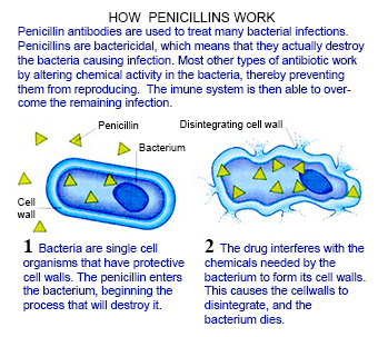 How penicillins work